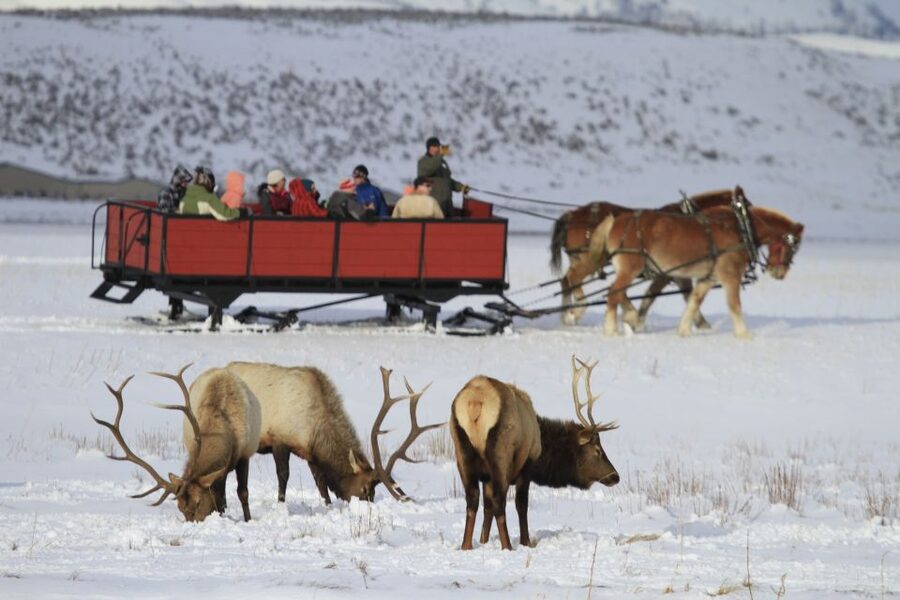 Jackson: Grand Teton and National Elk Refuge Winter Day Trip - The early pickup and ride into Grand Teton