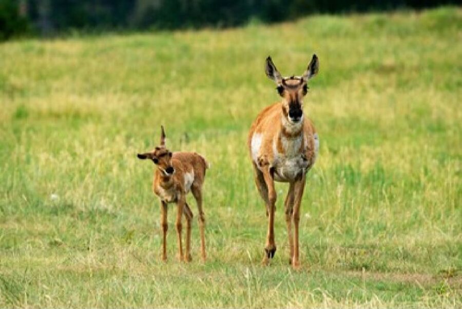 Jackson: Grand Teton National Park Guided Wildlife Tour - Four hours timed for Grand Teton wildlife