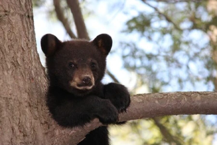 Jackson: Grand Teton National Park Guided Wildlife Tour - The main wildlife possibilities