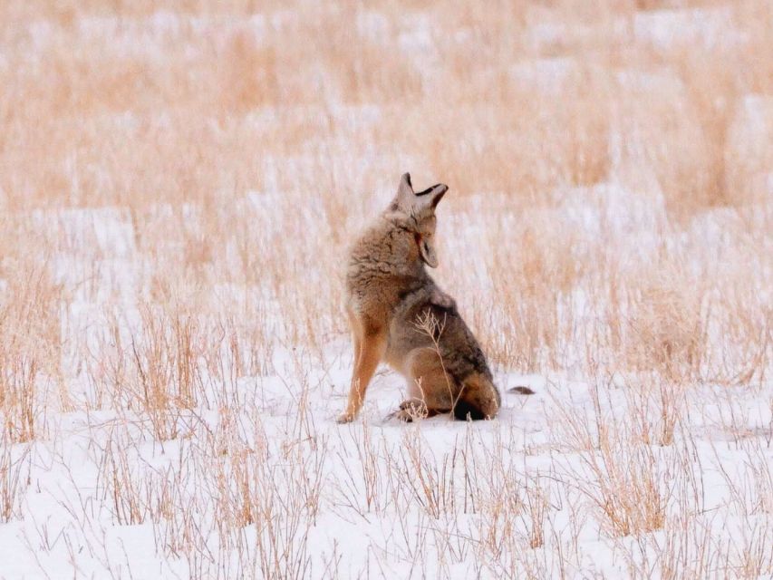 Jackson: Grand Teton National Park Guided Wildlife Tour - Why the guide makes the difference