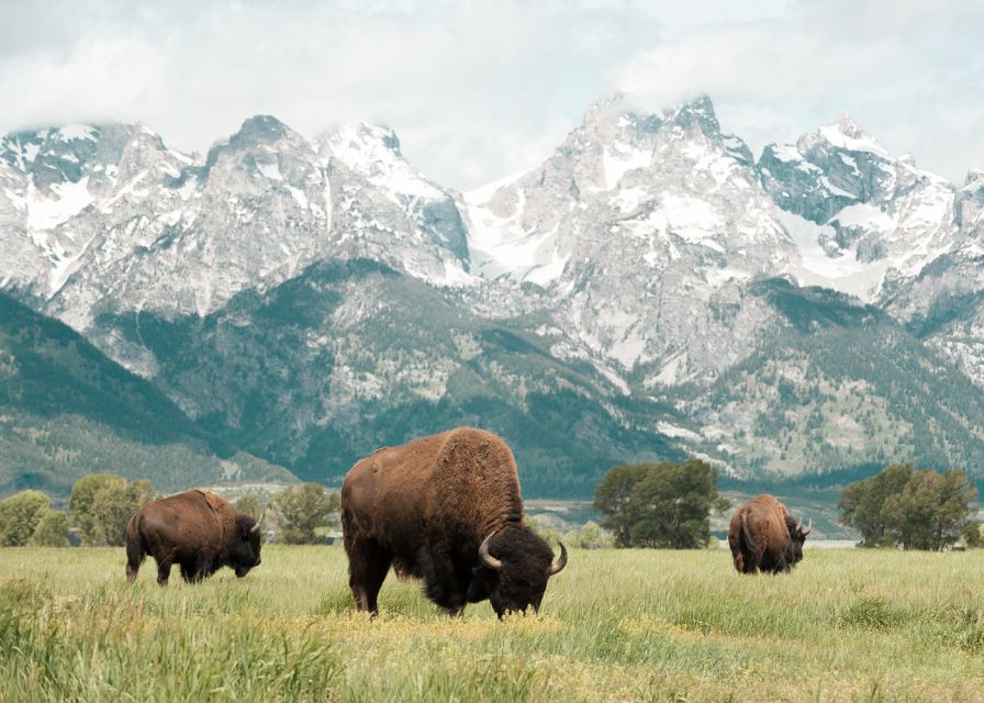 Jackson: Grand Teton National Park Guided Wildlife Tour - Open-air safari vehicle or heated van