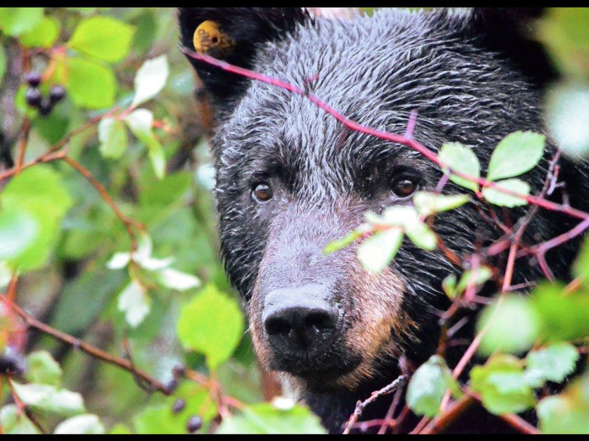 Jackson: Grand Teton National Park Guided Wildlife Tour - Snacks, drinks, and what you should eat first