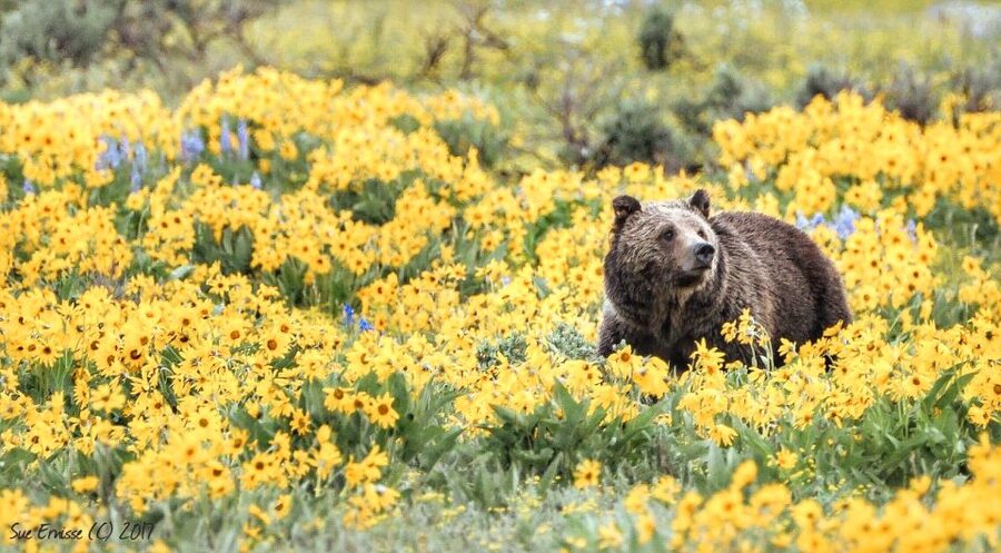 Jackson: Grand Teton National Park Guided Wildlife Tour - Choosing dawn or dusk