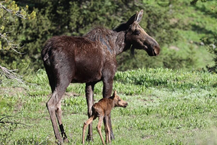 Jackson: Grand Teton Sunrise Safari with Naturalist Guide - What You Might See, From Moose to Golden Eagles