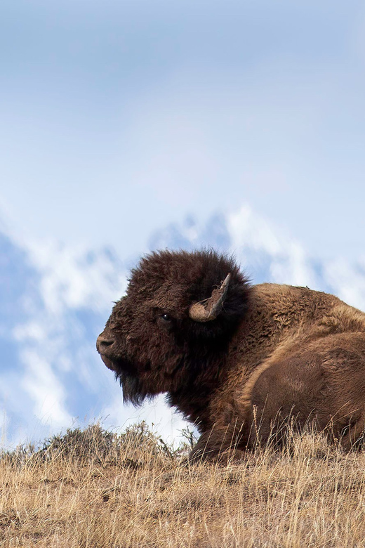Jackson: Grand Teton Sunrise Safari with Naturalist Guide - The Guides Bring the Park to Life