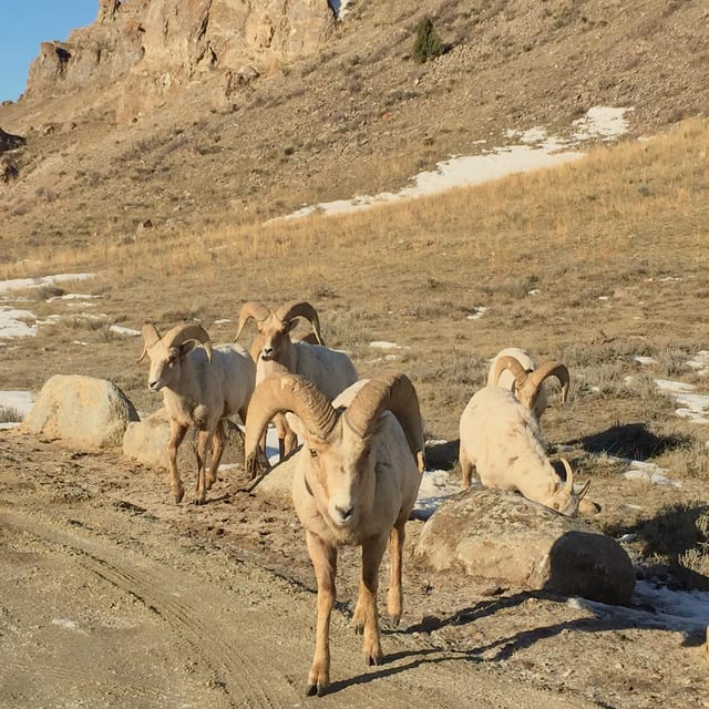 Jackson: Grand Teton Sunrise Safari with Naturalist Guide - Should You Book the Grand Teton Sunrise Safari?