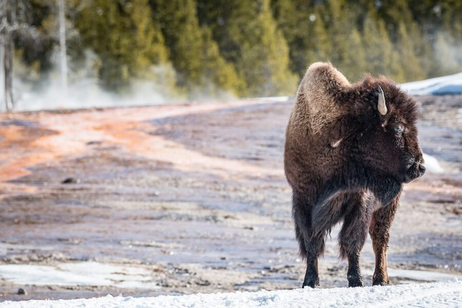Jackson: Yellowstone Snowcoach Tour to Old Faithful - West Thumb Geyser Basin Beside Yellowstone Lake
