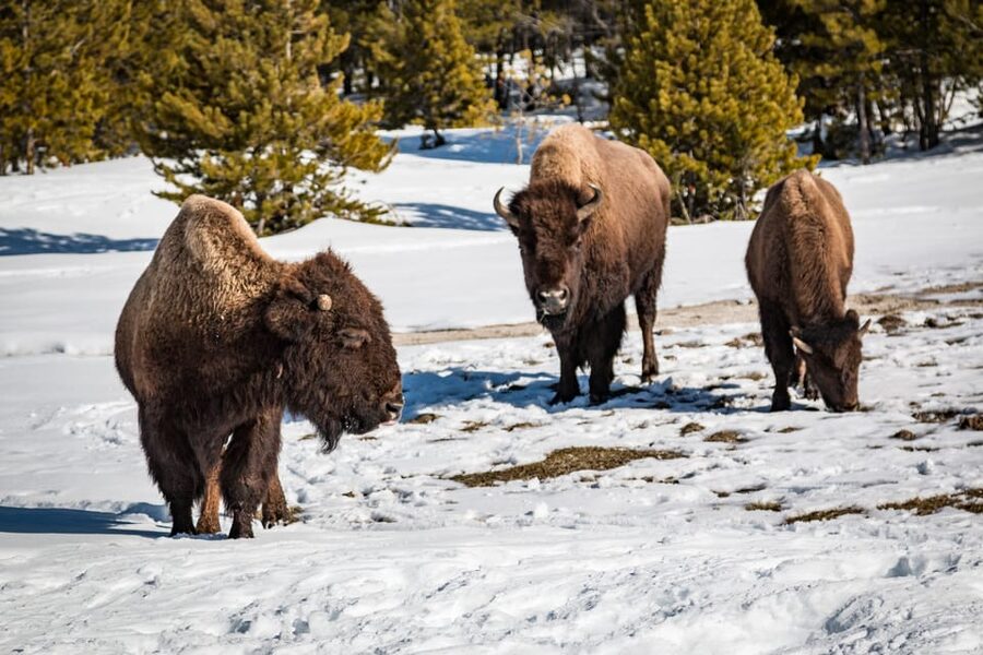 Jackson: Yellowstone Snowcoach Tour to Old Faithful - What the $517 Price Really Buys