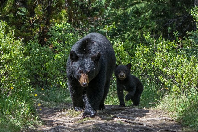Jasper Evening Wildlife Tour - Viewing from the minibus, with short walks when practical