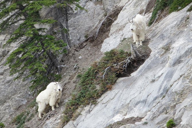 Jasper Evening Wildlife Tour - How much wildlife can you reasonably expect?