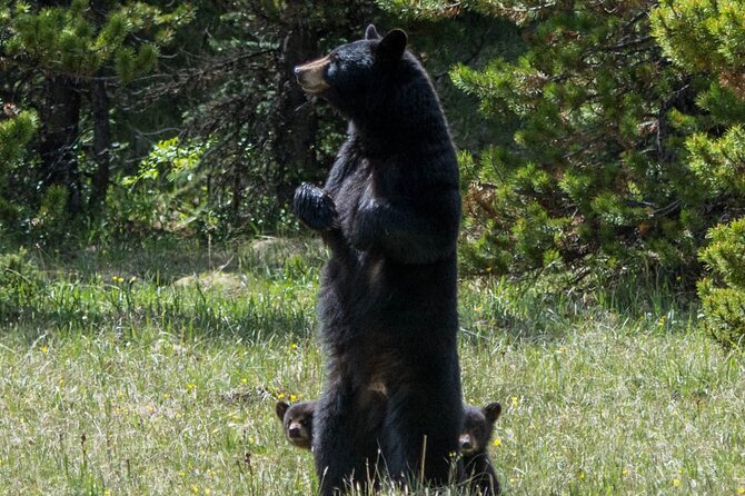 Jasper Evening Wildlife Tour - Who will enjoy this tour most?