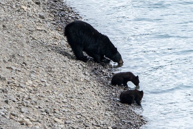 Jasper Evening Wildlife Tour - The route changes with the season