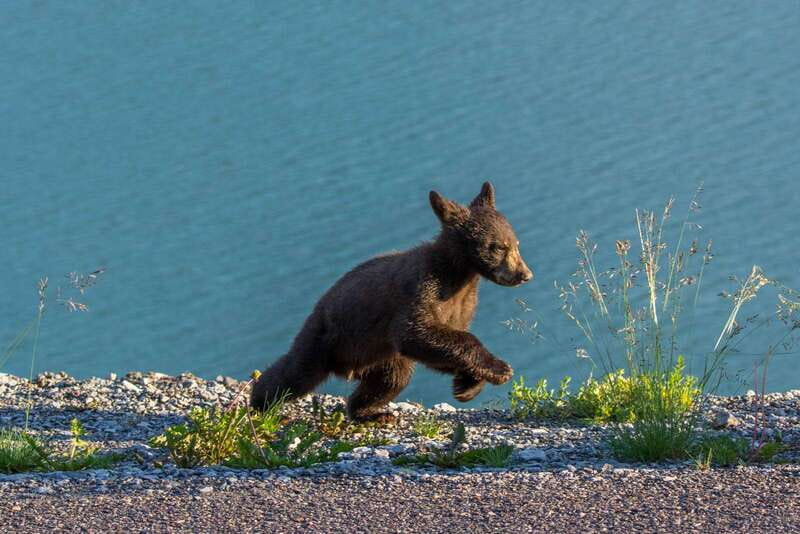 Jasper National Park: Evening or Morning Wildlife Watch Tour - What the Jasper wildlife tour is really like