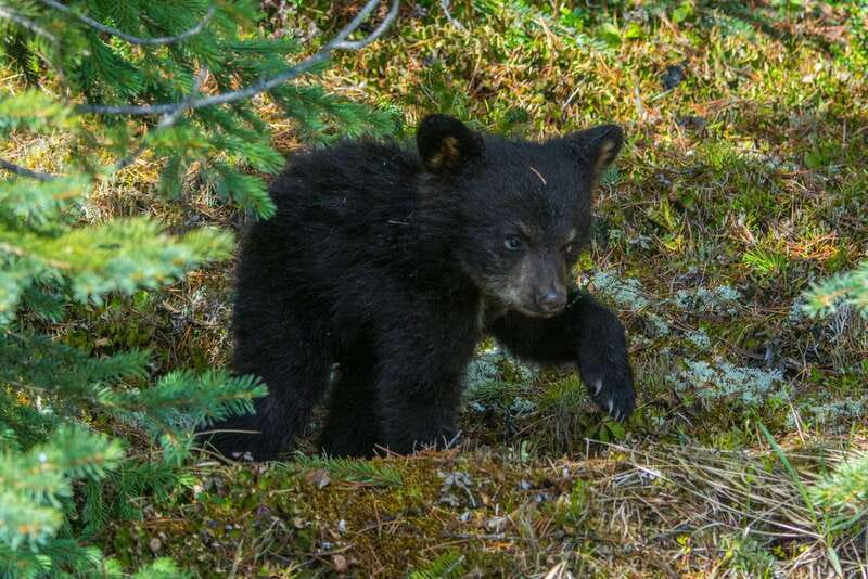 Jasper National Park: Evening or Morning Wildlife Watch Tour - Riding through Jasper’s Rocky Mountain valley