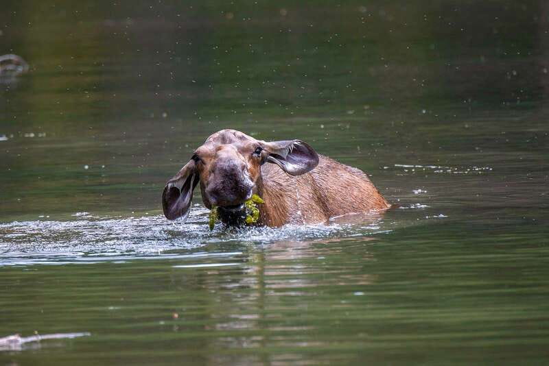 Jasper National Park: Evening or Morning Wildlife Watch Tour - Wildlife you might see