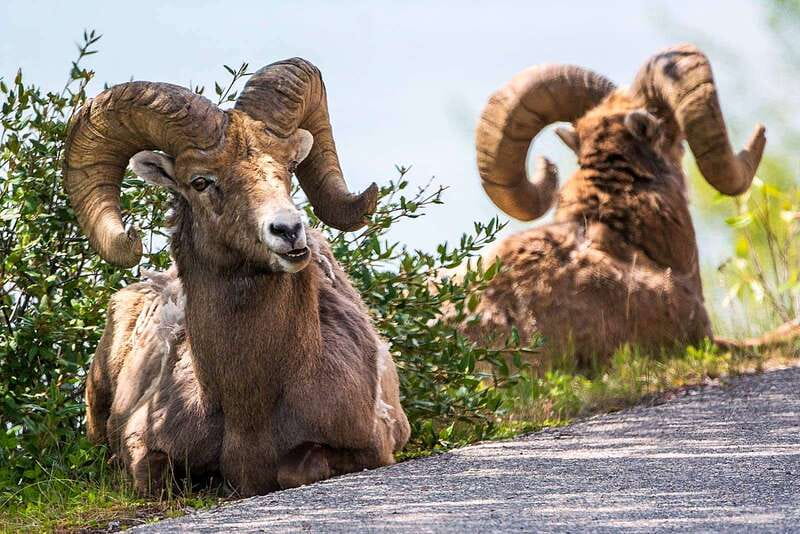 Jasper National Park: Evening or Morning Wildlife Watch Tour - The value of the $63 price