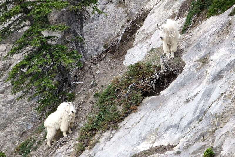 Jasper National Park: Evening or Morning Wildlife Watch Tour - Pickup details that matter