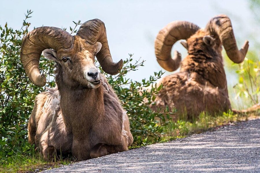Jasper National Park: Evening or Morning Wildlife Watch Tour - Is it suitable for families and people with limited mobility?