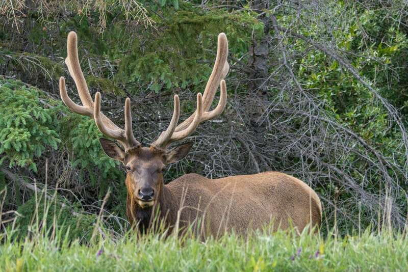 Jasper National Park: Evening or Morning Wildlife Watch Tour - The morning and evening choices