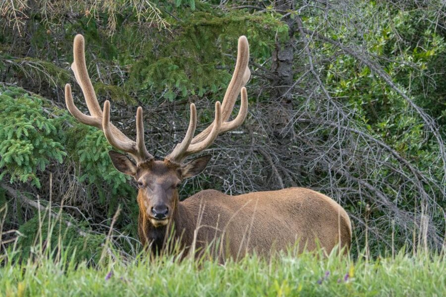 Jasper: Wildlife and Waterfalls Tour with Lakeshore Hike - Is $77 a good value?