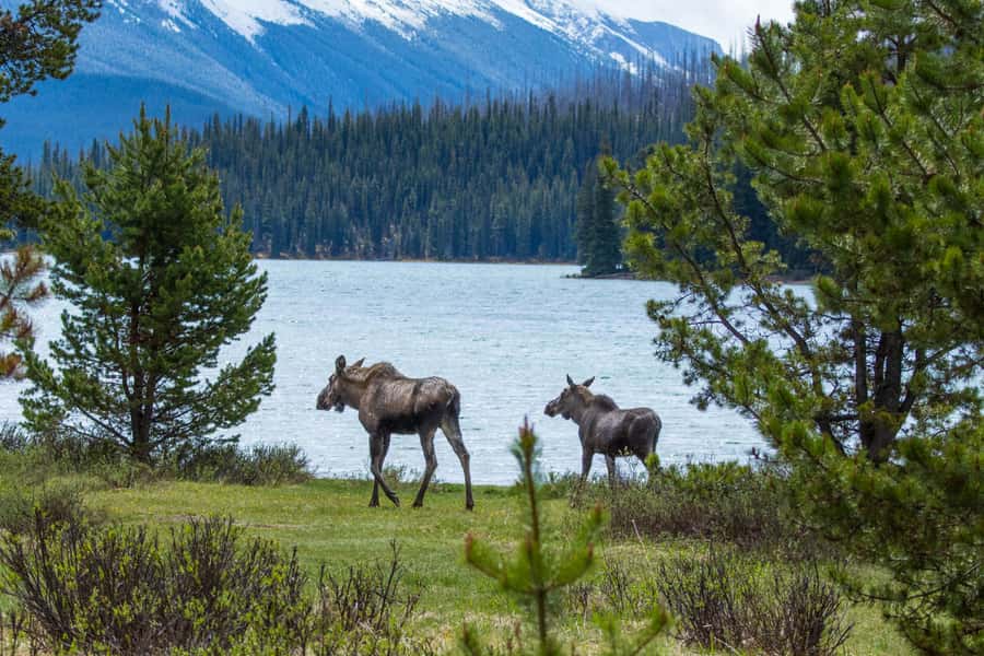 Jasper: Wildlife and Waterfalls Tour with Lakeshore Hike - A six-hour ride into Maligne Valley