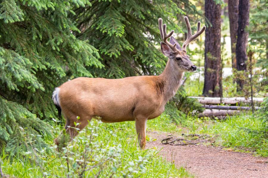 Jasper: Wildlife and Waterfalls Tour with Lakeshore Hike - The Maligne Lake hike, 2 to 3 kilometers