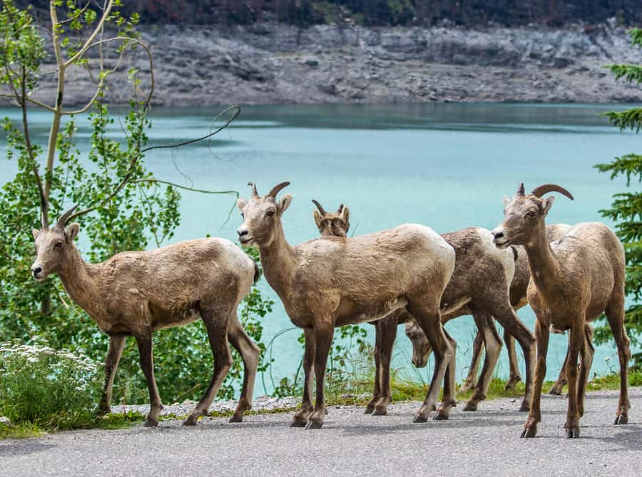 Jasper: Wildlife and Waterfalls Tour with Lakeshore Hike - Free time at Maligne Lake Day Lodge