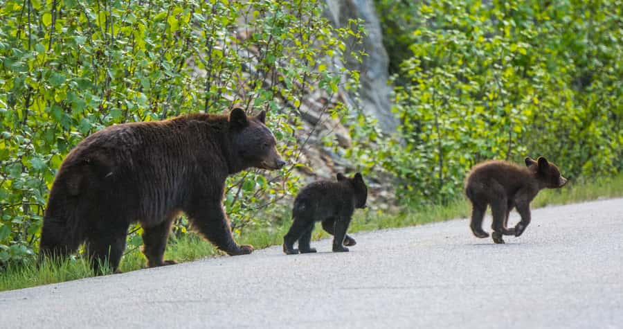 Jasper: Wildlife and Waterfalls Tour with Lakeshore Hike - Transport, pickup, and practical comfort