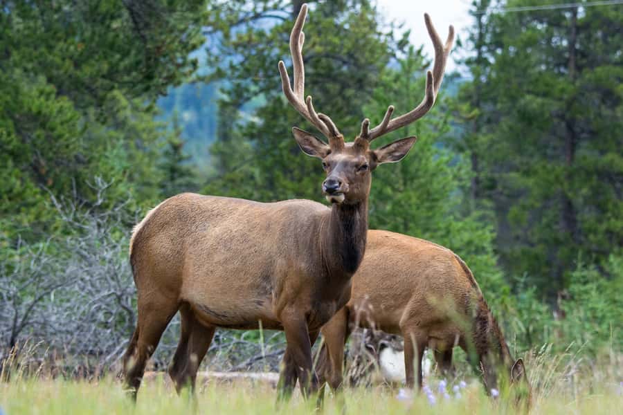 Jasper: Wildlife and Waterfalls Tour with Maligne Cruise - Key points to know before you book