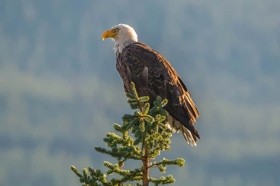 Jasper: Wildlife and Waterfalls Tour with Maligne Cruise - Who should book this Jasper tour?