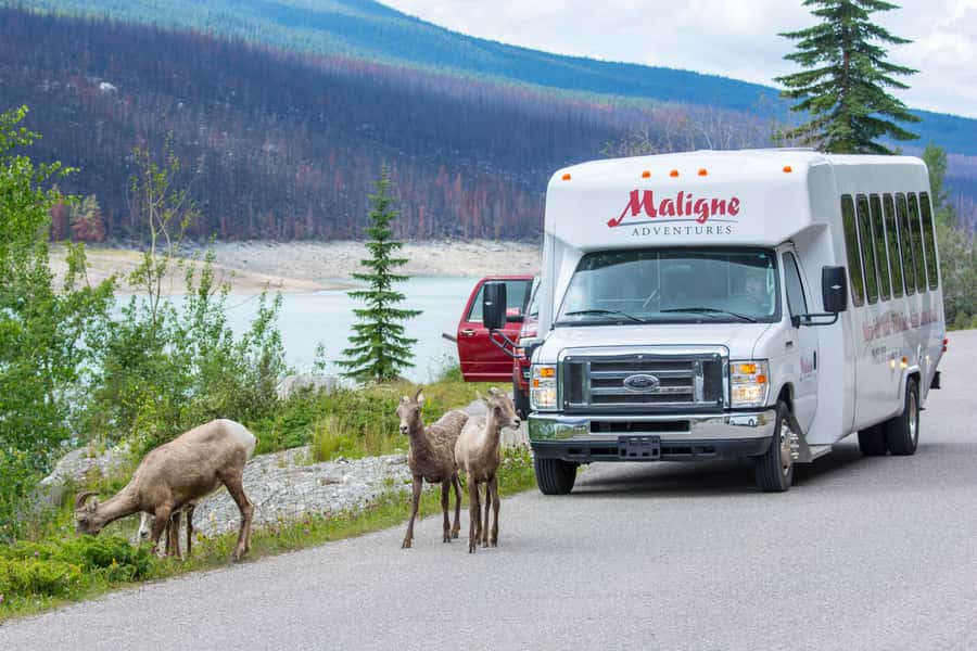 Jasper: Wildlife and Waterfalls Tour with Maligne Cruise - Why this six-hour tour works so well