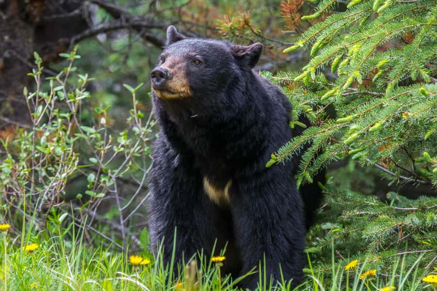 Jasper: Wildlife and Waterfalls Tour with Maligne Cruise - Maligne Canyon and the waterfall walk