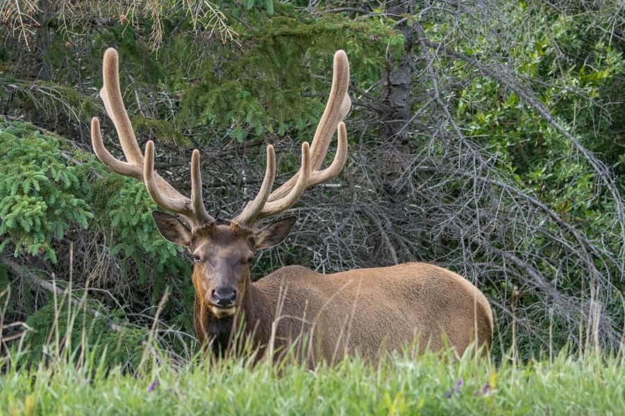 Jasper: Wildlife and Waterfalls Tour with Maligne Cruise - Medicine Lake and its disappearing water