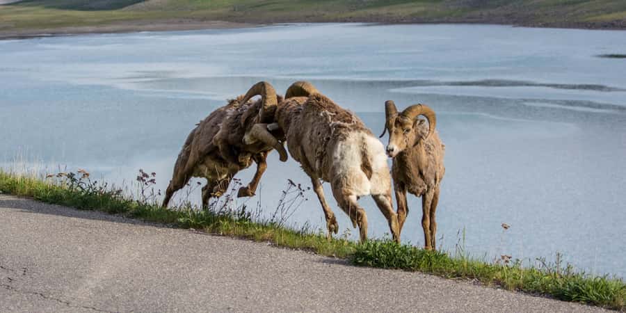 Jasper: Wildlife and Waterfalls Tour with Maligne Cruise - What the guides add to the day