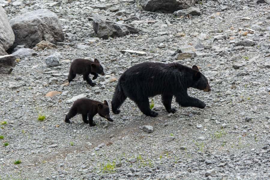 Jasper: Wildlife and Waterfalls Tour with Maligne Cruise - Comfort, walking, and the practical details