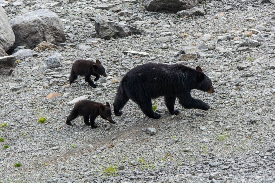 Jasper: Wildlife and Waterfalls Tour with Maligne Cruise - Is $155 good value?