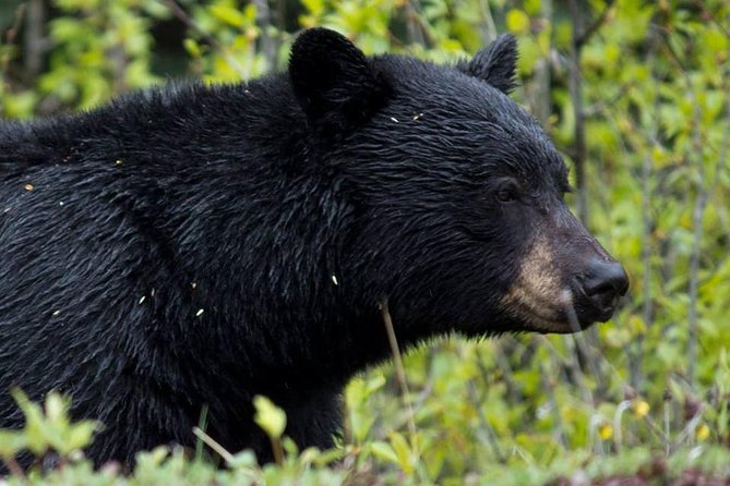 Jasper Wildlife & Sightseeing Tour with Maligne Lake Cruise - The 45-kilometre ride through Maligne Valley