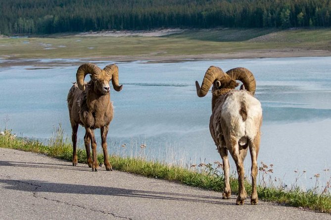 Jasper Wildlife & Sightseeing Tour with Maligne Lake Cruise - Medicine Lake and its underground mystery