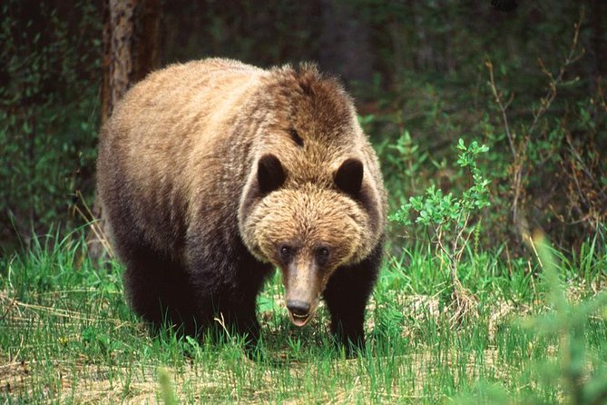 Jasper Wildlife & Sightseeing Tour with Maligne Lake Cruise - How the wildfire changes the meaning of the day