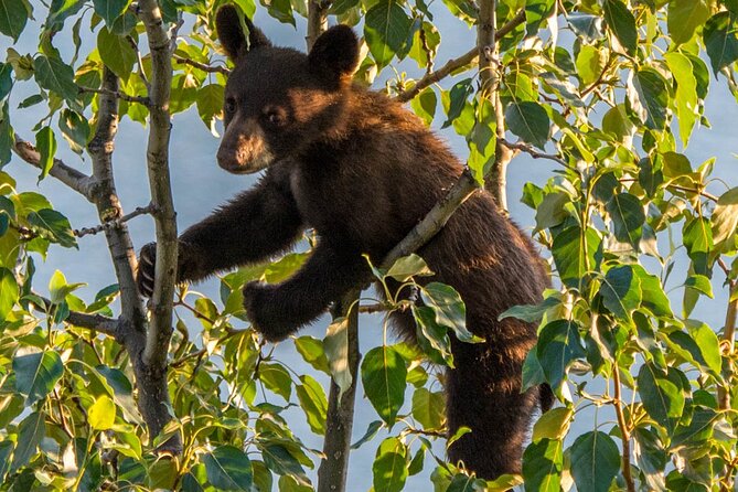 Jasper Wildlife & Sightseeing Tour with Maligne Lake Cruise - Price, group size, and practical value