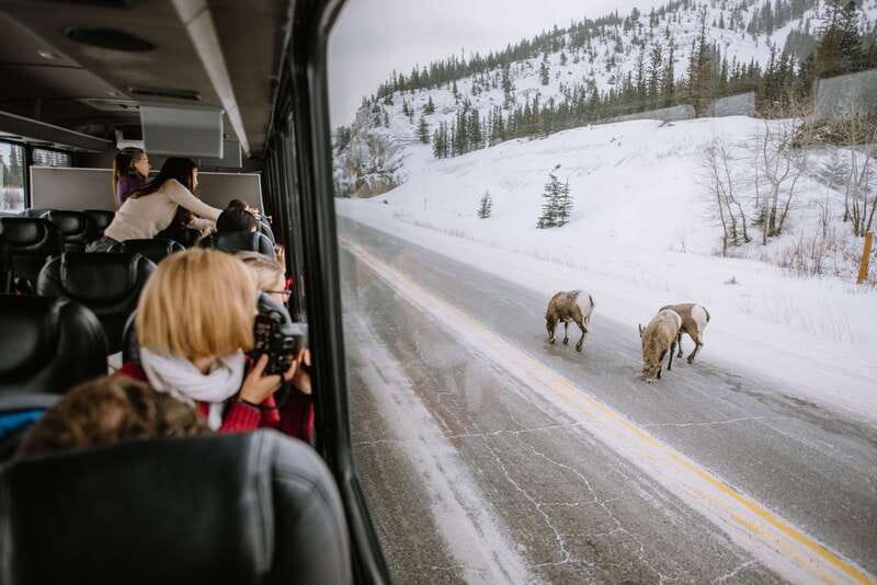 Jasper: Winter Wildlife Bus Tour in Jasper National Park - Key points to know before booking