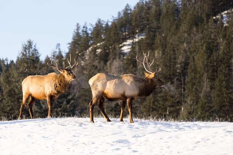 Jasper: Winter Wildlife Bus Tour in Jasper National Park - A relaxed way into Jasper’s winter wild