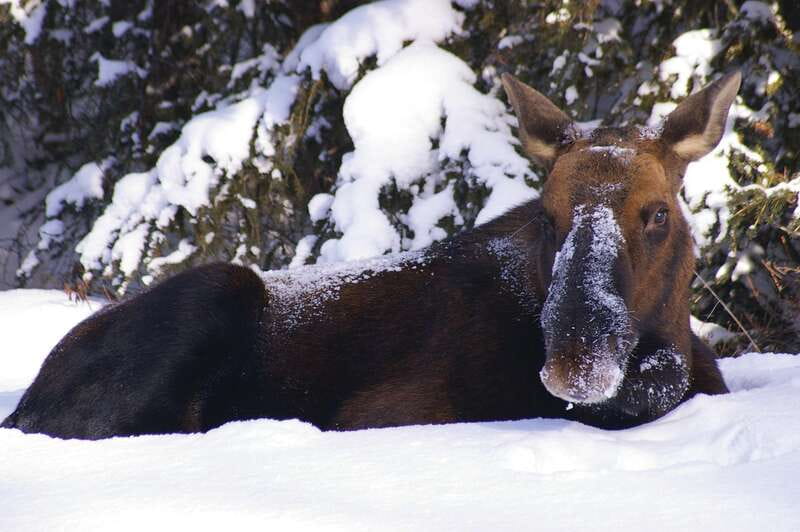 Jasper: Winter Wildlife Bus Tour in Jasper National Park - What animals might you see?