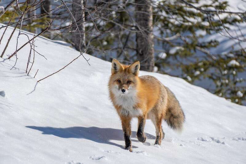 Jasper: Winter Wildlife Bus Tour in Jasper National Park - Guides who make the difference