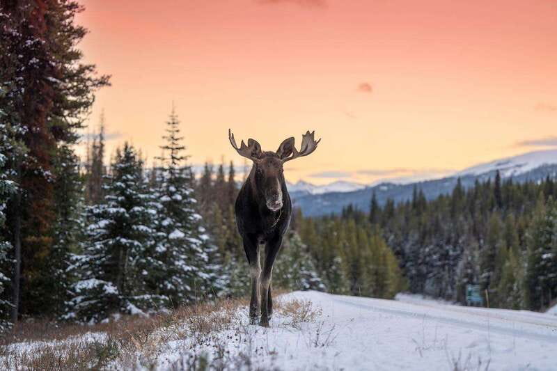 Jasper: Winter Wildlife Bus Tour in Jasper National Park - Why winter driving is part of the value