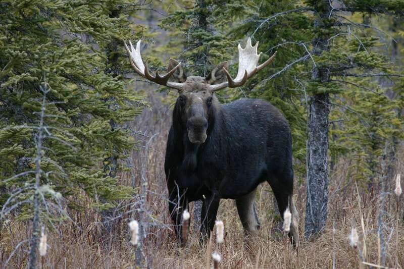 Jasper: Winter Wildlife Bus Tour in Jasper National Park - Photography, scenery, and the pace of the morning