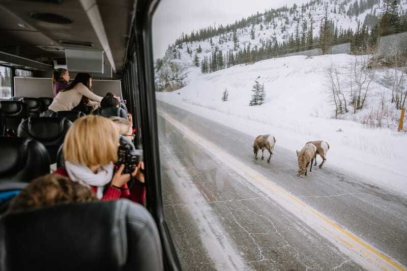 Jasper: Winter Wildlife Bus Tour in Jasper National Park - Who should book this wildlife tour?
