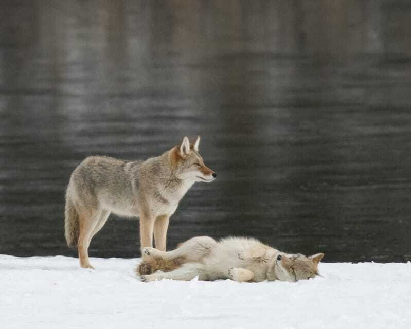 Jasper: Winter Wildlife Bus Tour in Jasper National Park - Should you book it?