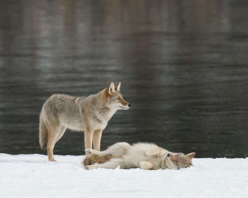 Jasper: Winter Wildlife Bus Tour in Jasper National Park - Following the Athabasca Valley for animals