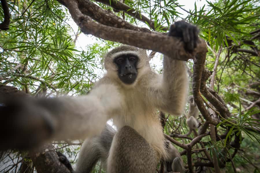 Johannesburg: 3-Day Classic Kruger National Park Safari Tour - Should you book the Kruger three-day safari?